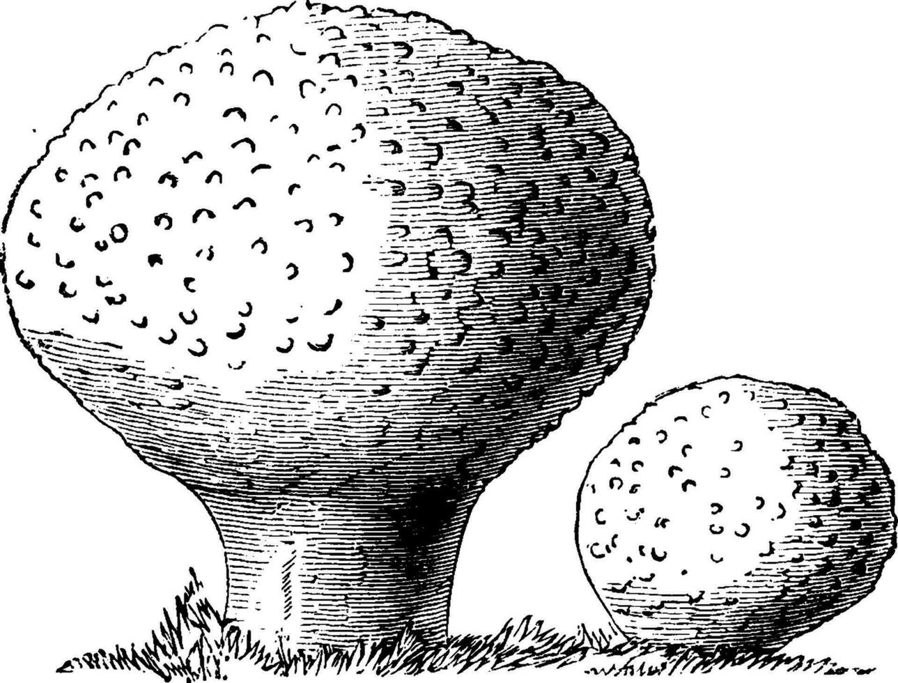 lycoperdon gemmatum wijnoogst illustratie. vector