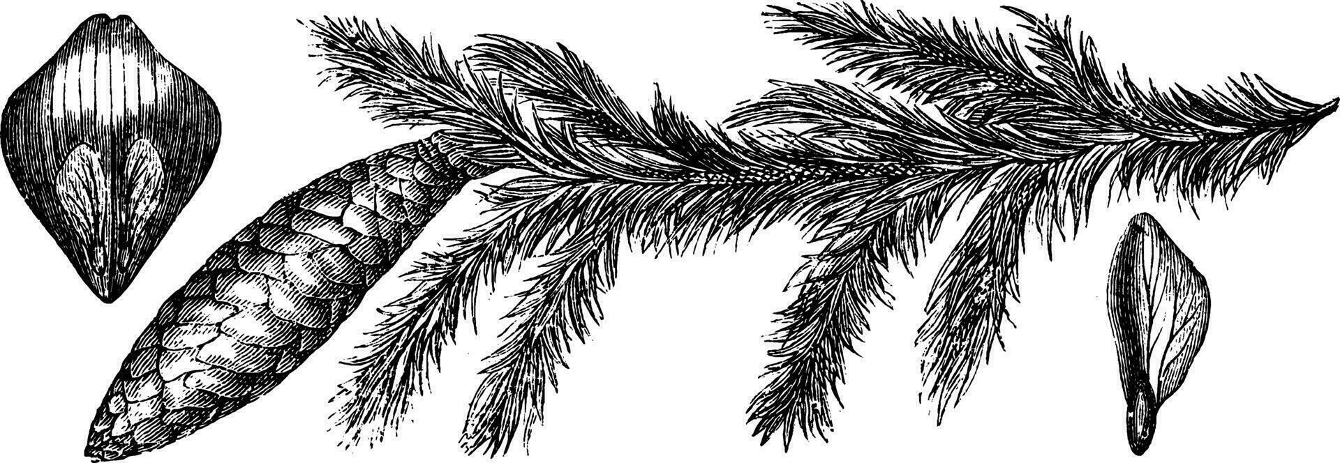 picea excelsa wijnoogst illustratie. vector