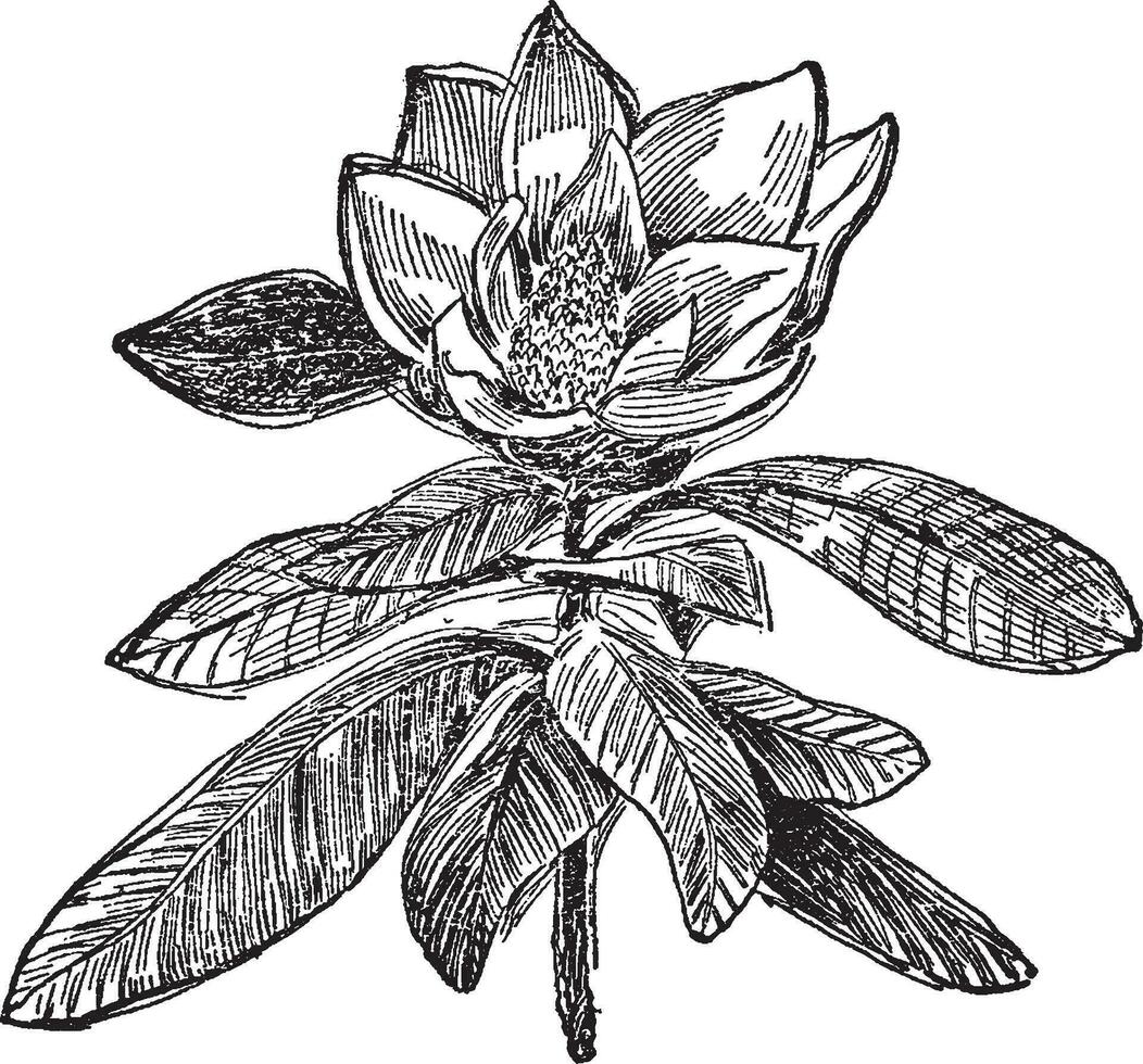 magnolia wijnoogst illustratie. vector