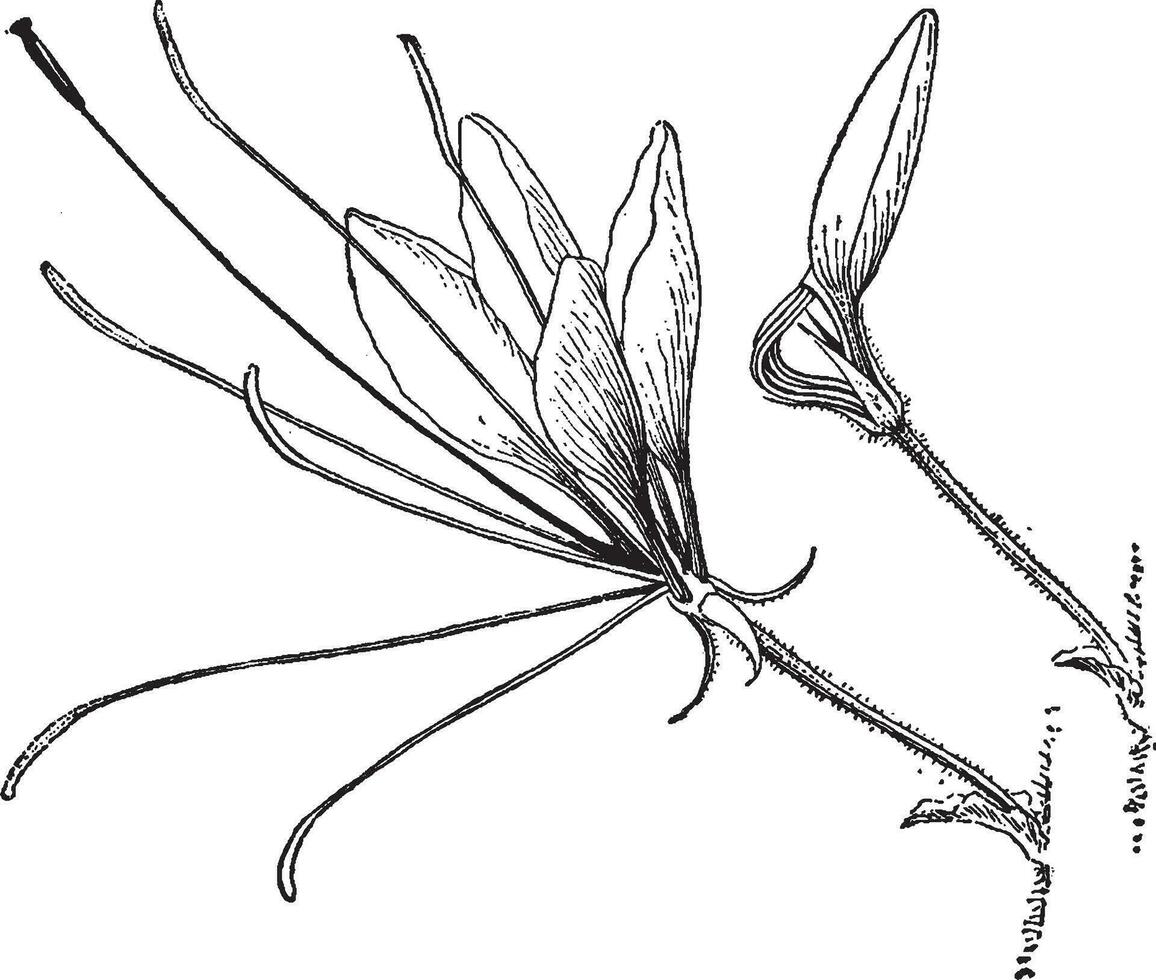 Cleome spinosa wijnoogst illustratie. vector