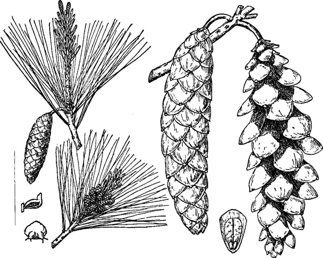 oostelijk wit pijnboom wijnoogst illustratie. vector