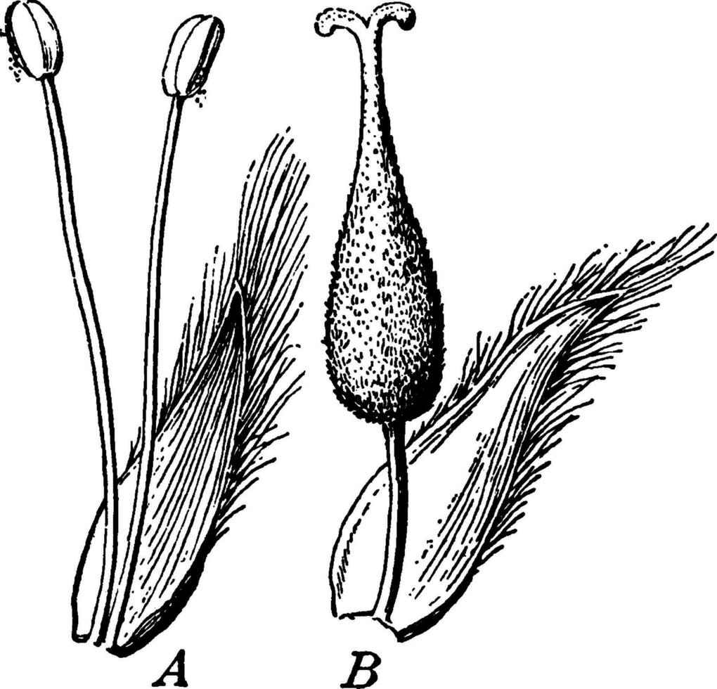 wilg bloemen wijnoogst illustratie. vector