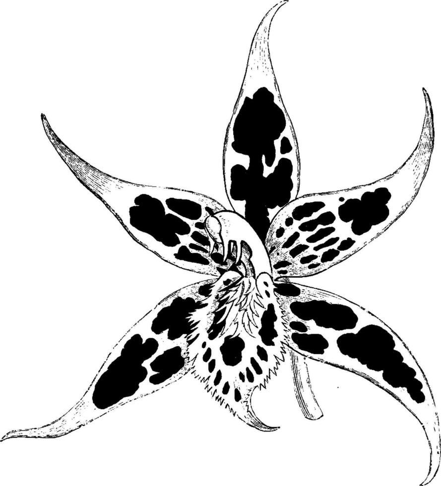 bloem van odontoglossum hallii wijnoogst illustratie. vector