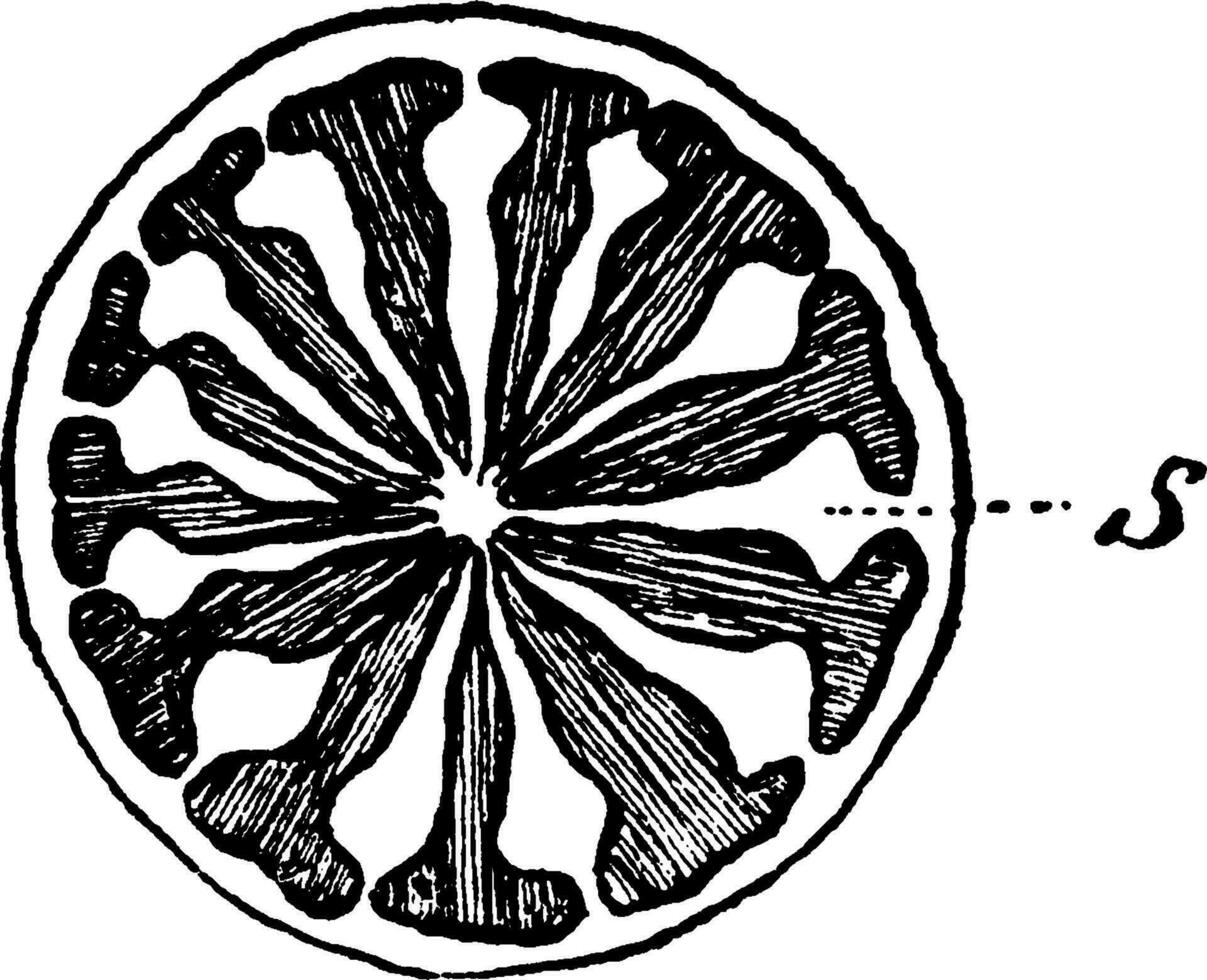 papaver septa wijnoogst illustratie. vector