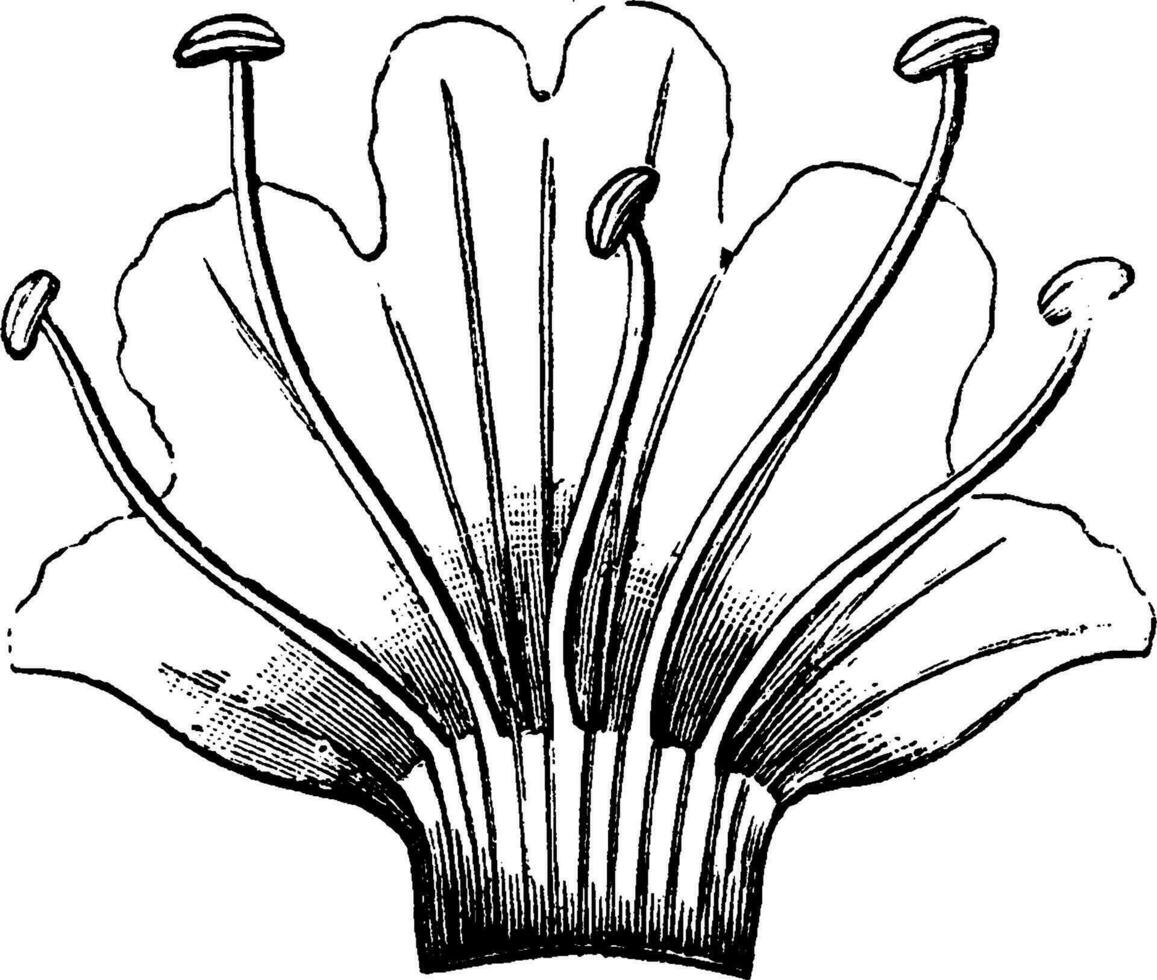 adder's ossetong bloemkroon en meeldraden wijnoogst illustratie. vector