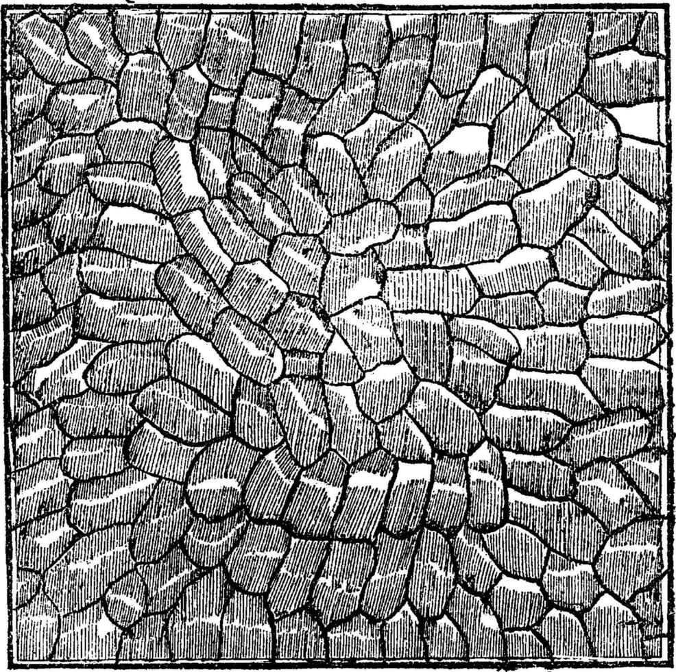 microscopisch visie van een blad wijnoogst illustratie. vector