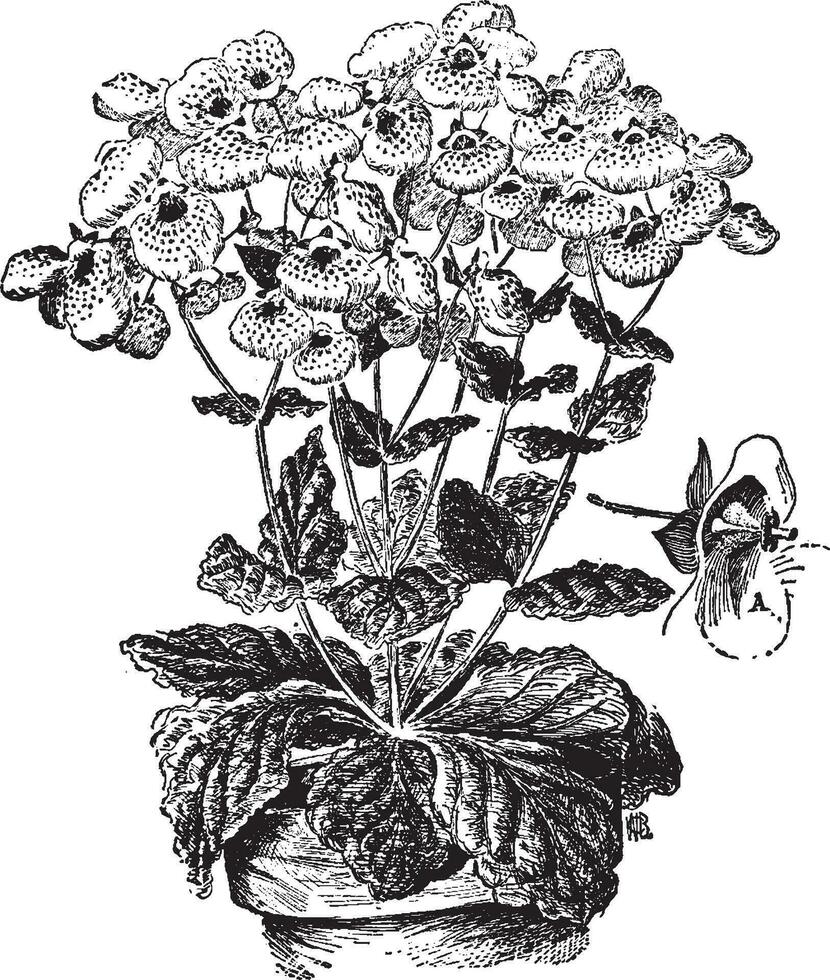 calceolaria herbeohybrida wijnoogst illustratie. vector