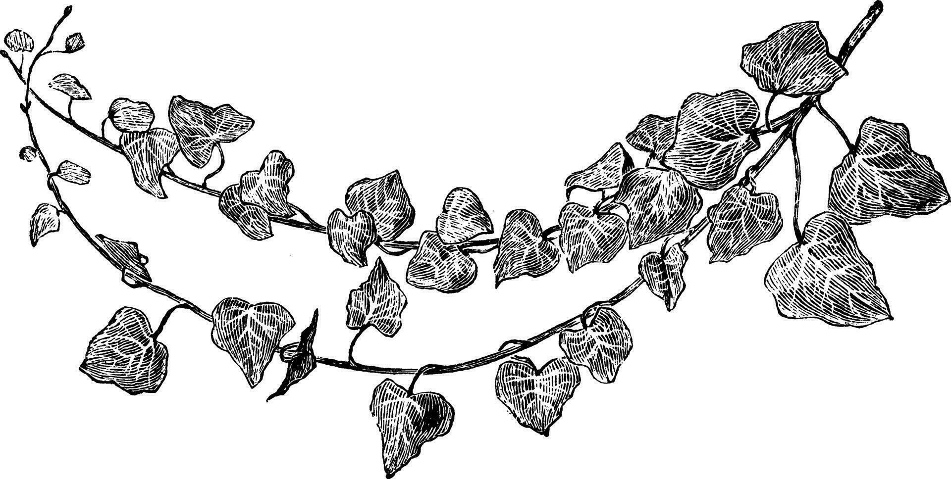 hedera schroef lucida wijnoogst illustratie. vector