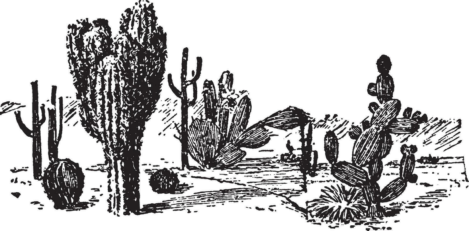 cactus planten wijnoogst illustratie. vector