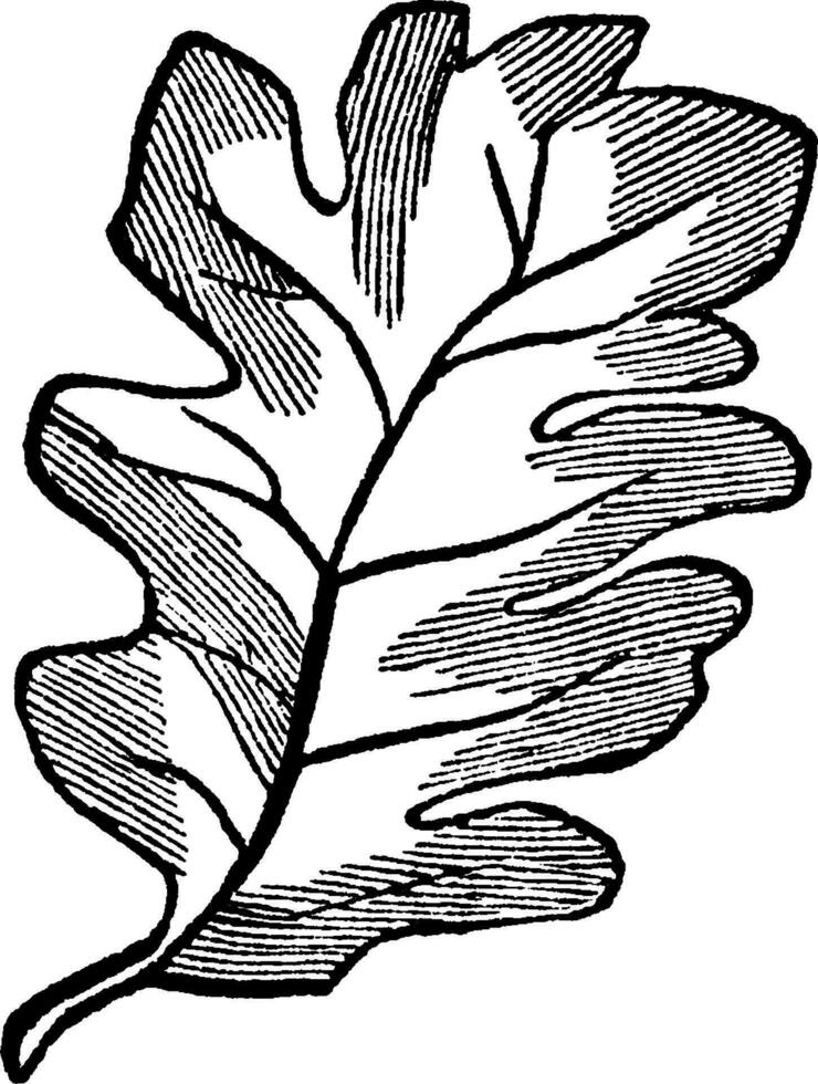 sinusvormig gelobd blad wijnoogst illustratie. vector