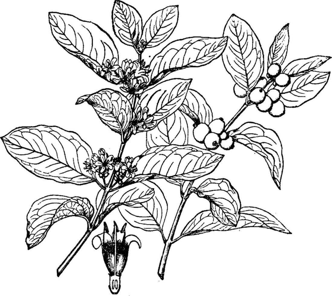 symphoricarpos occidentalis wijnoogst illustratie. vector