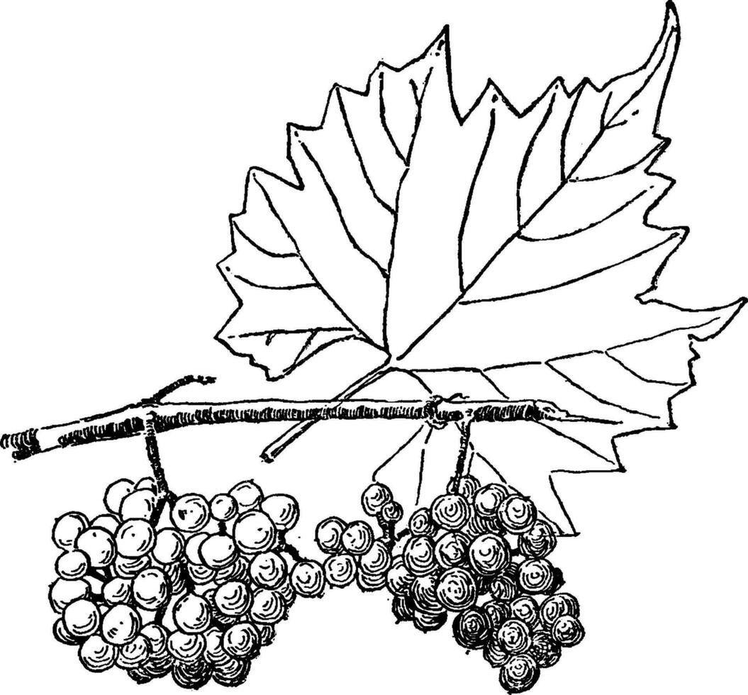 vitis monticola wijnoogst illustratie. vector