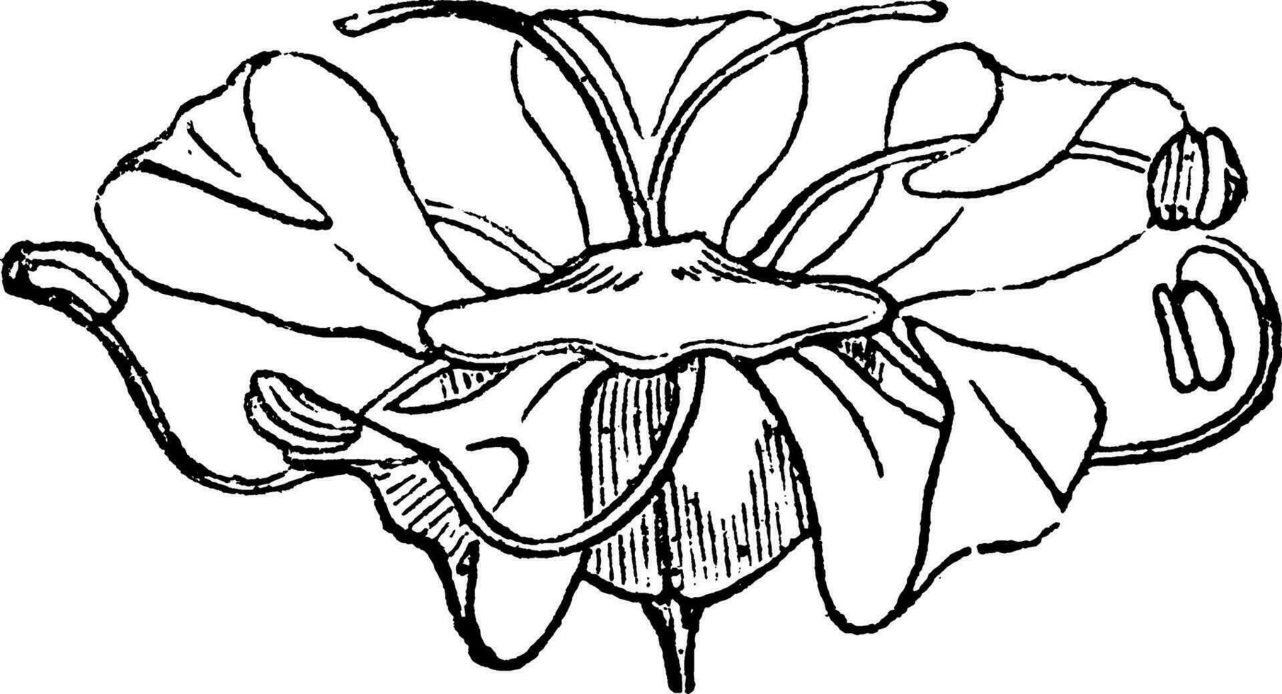 Angelica wijnoogst illustratie. vector