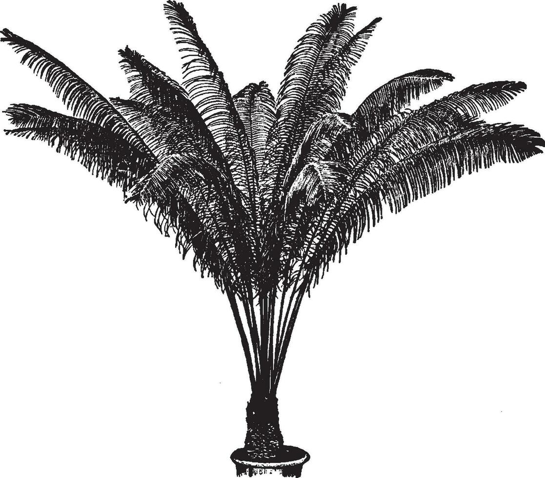 cycas pectinata wijnoogst illustratie. vector