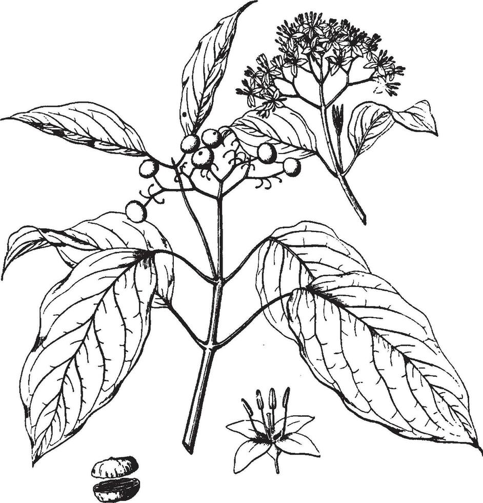 cornus baileyi wijnoogst illustratie. vector