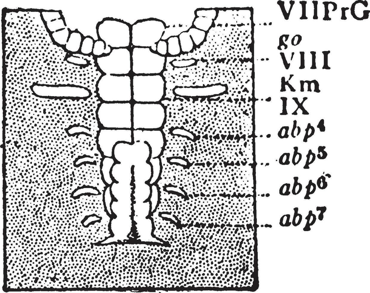 embryo, wijnoogst illustratie. vector