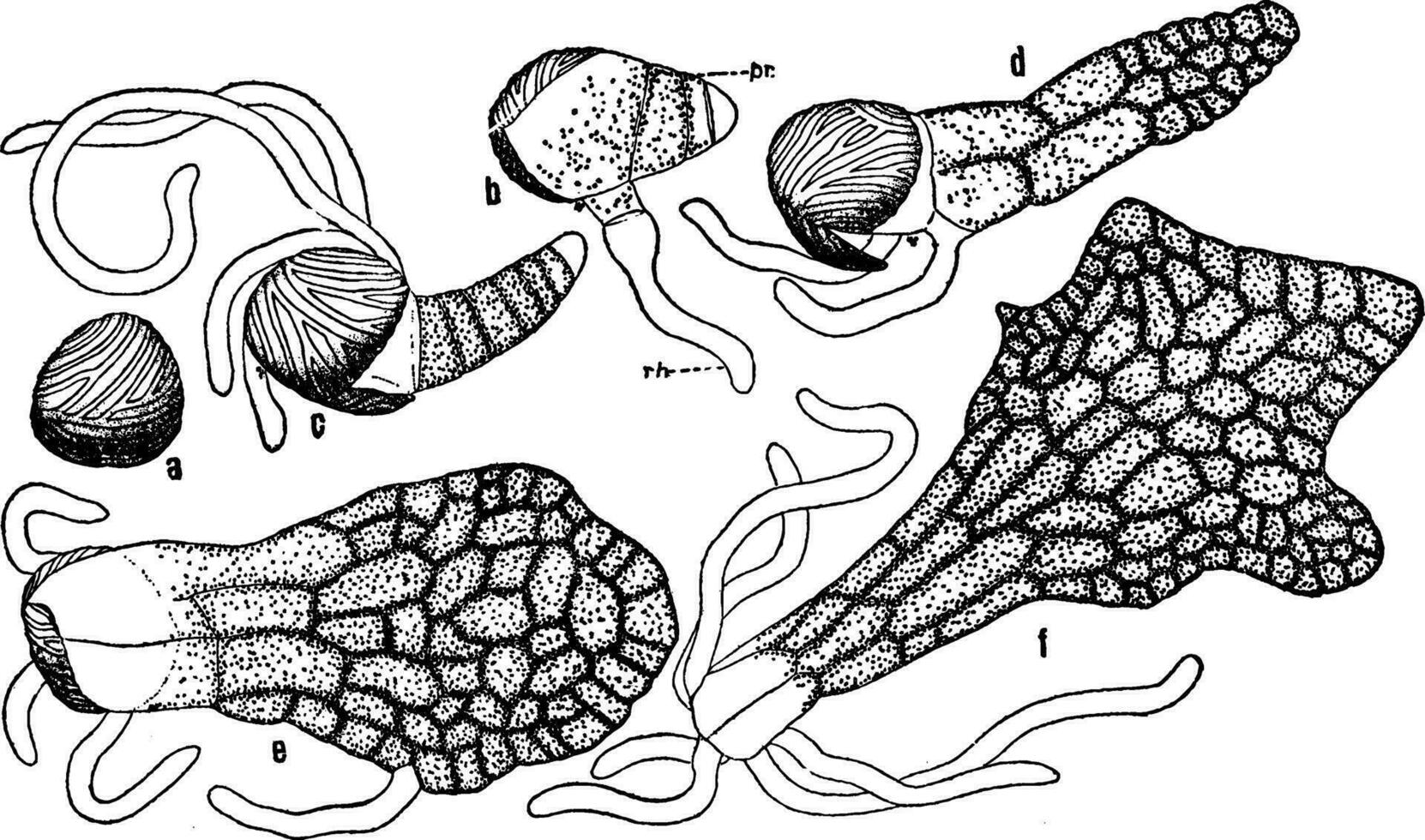 varen kieming wijnoogst illustratie. vector