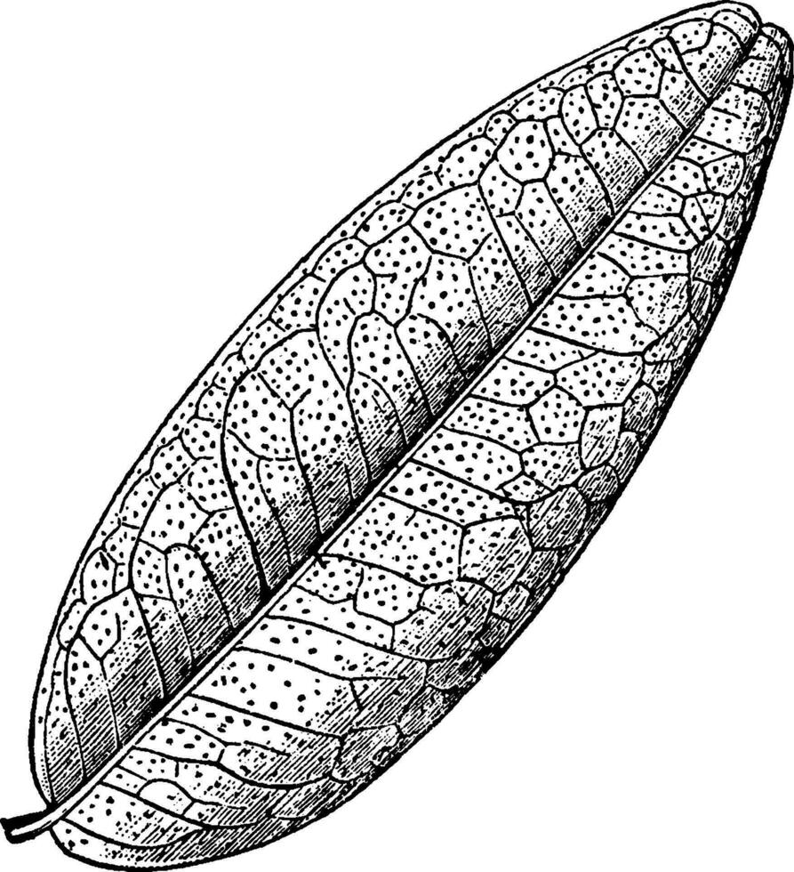 pilocarpus blad wijnoogst illustratie. vector
