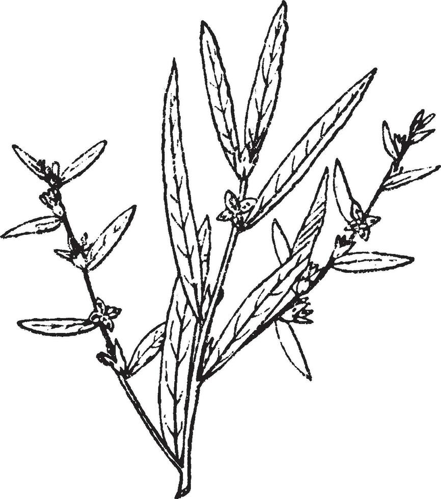 ludwigia wijnoogst illustratie. vector