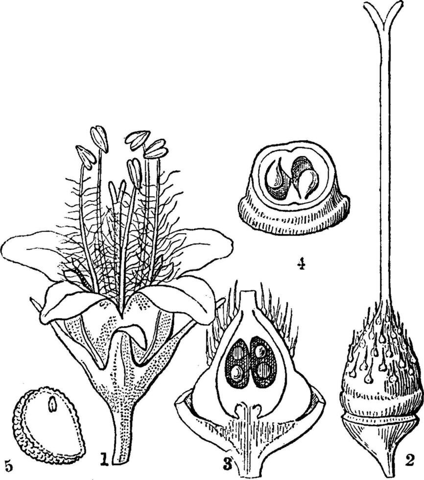 stompblad waterblad wijnoogst illustratie. vector