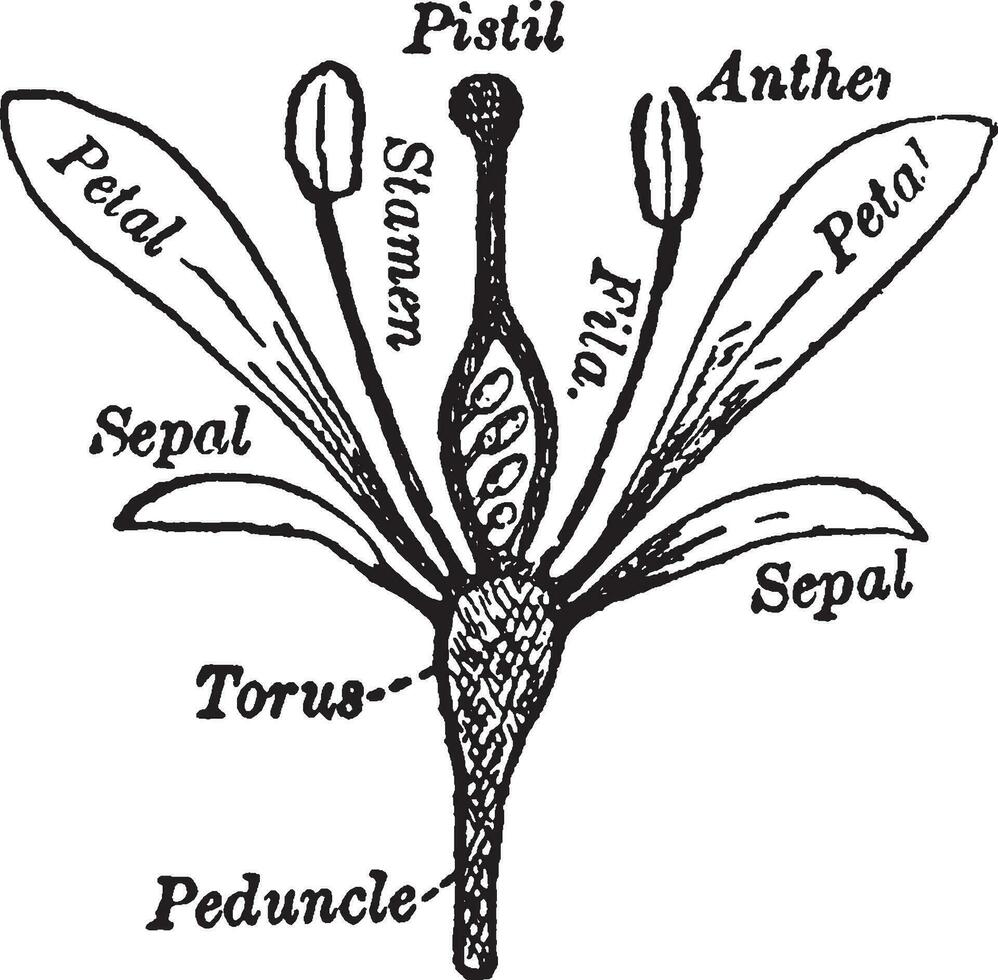 onderdelen van een bloem wijnoogst illustratie. vector