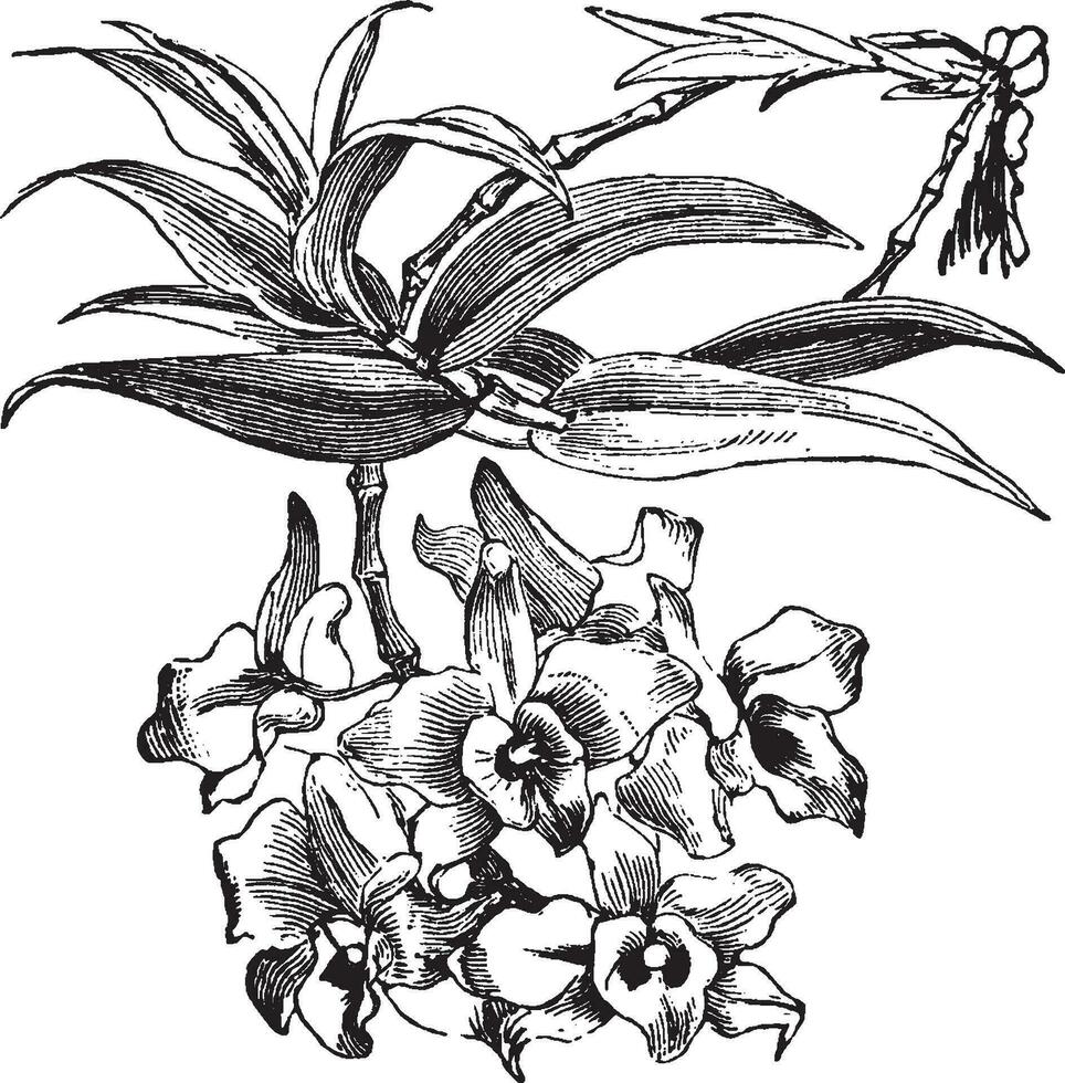 dendrobium wijnoogst illustratie. vector