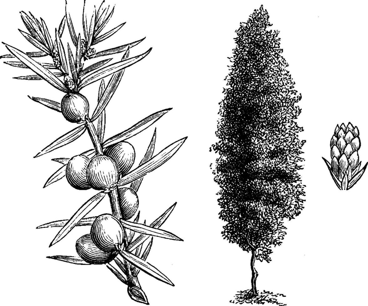 gewoonte, vruchtlichamen takje, en jong vrouw ijshoorntje van jeneverbes communis winterslaap wijnoogst illustratie. vector