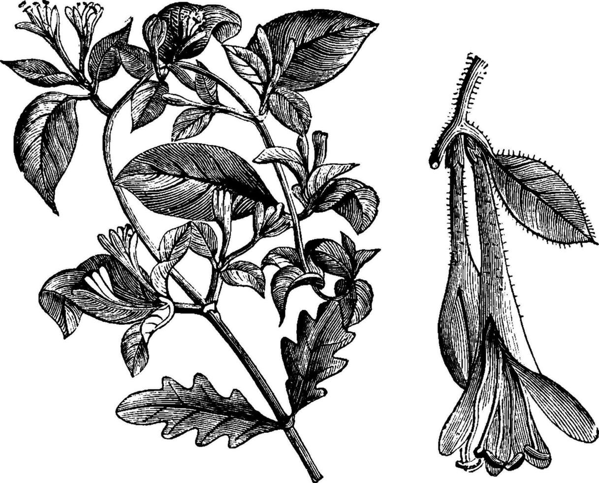 bloeiend branchlet van lonicera caprifolium wijnoogst illustratie. vector