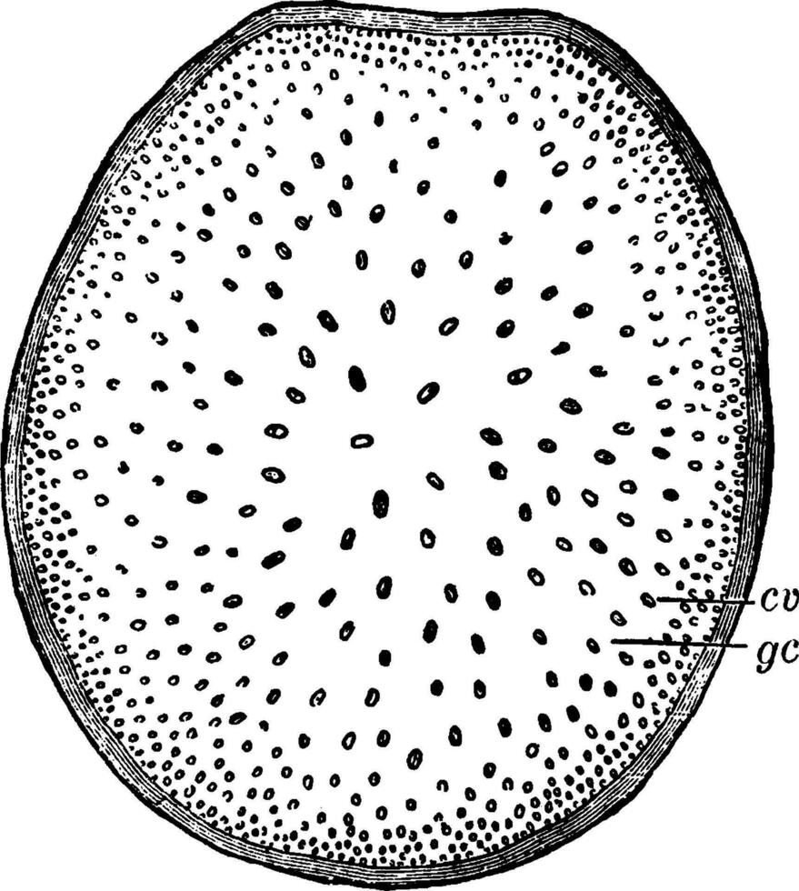 maïs sectie wijnoogst illustratie. vector