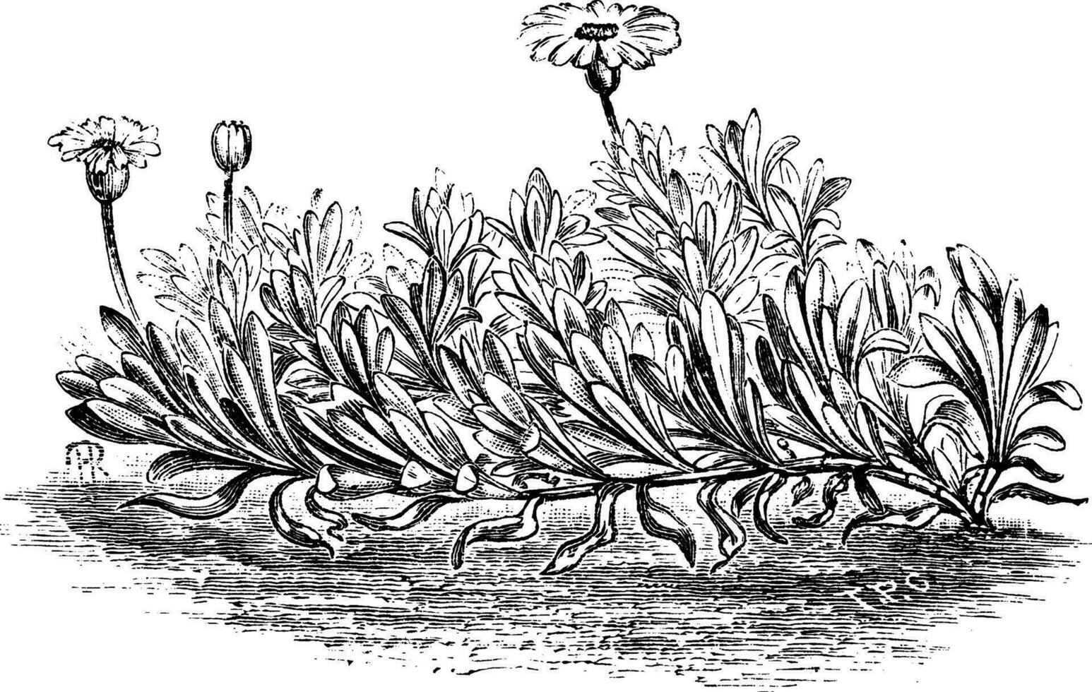 othonnopsis cheirifolia wijnoogst illustratie. vector