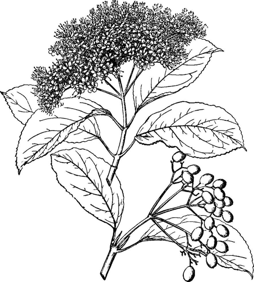 viburnum cassinoides wijnoogst illustratie. vector