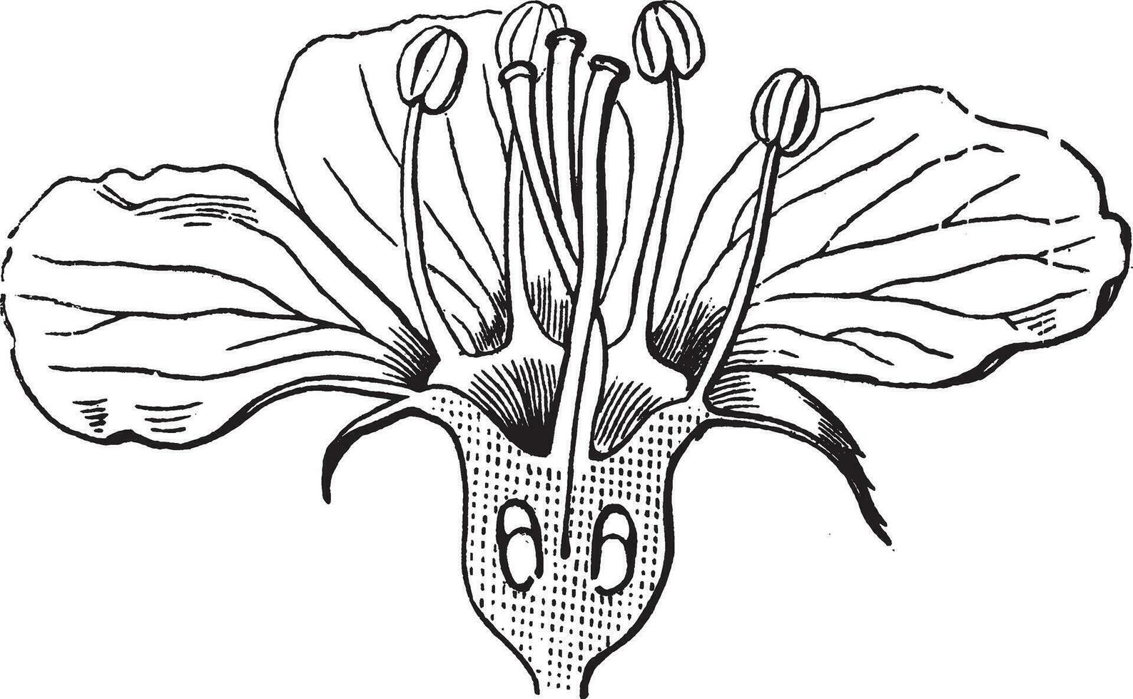 meidoorn bloesem wijnoogst illustratie. vector