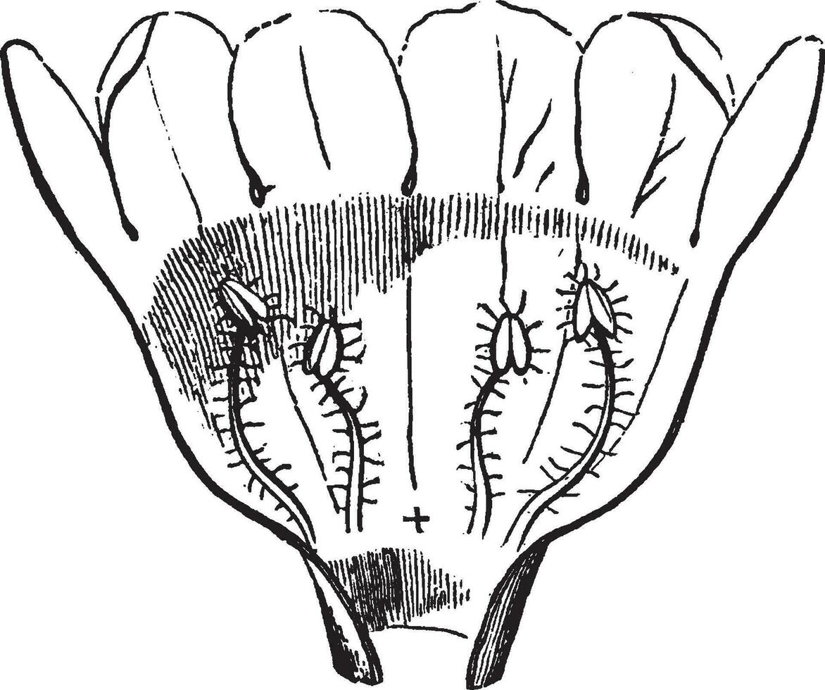 gerardia wijnoogst illustratie. vector