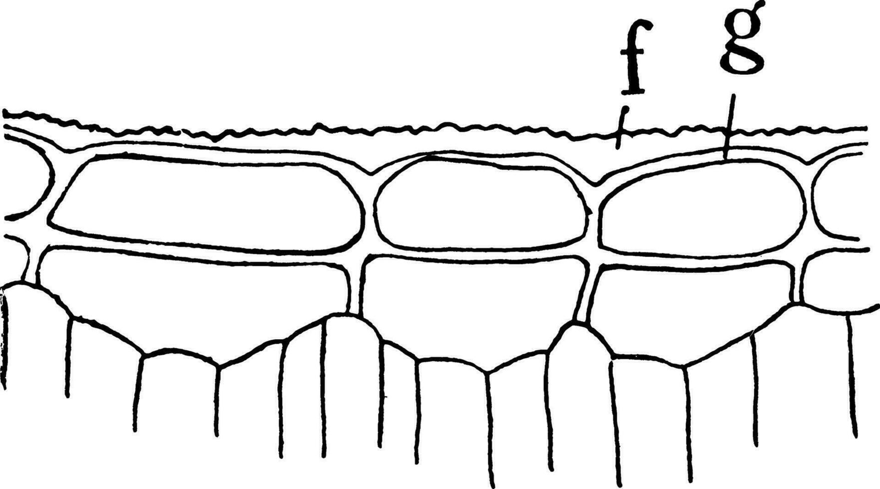 p. japonica opperhuid wijnoogst illustratie. vector