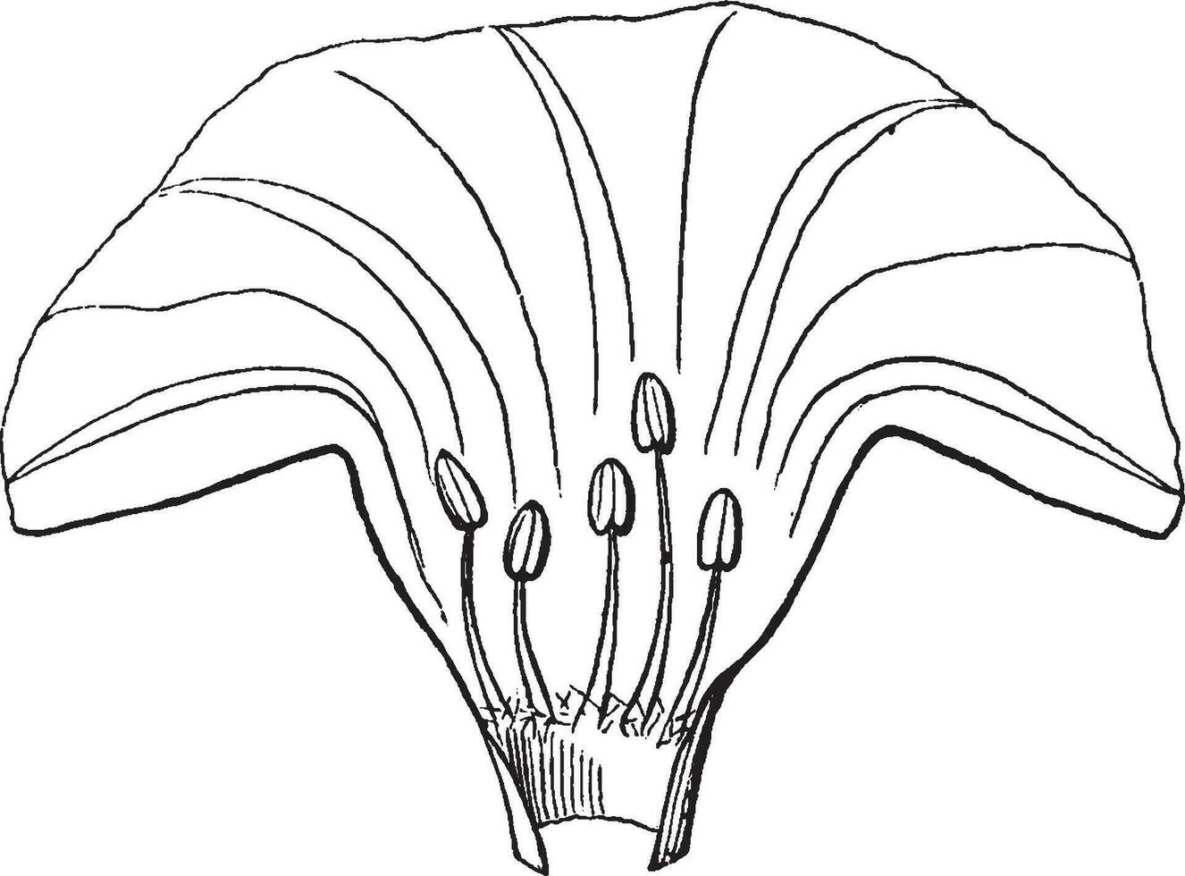 ochtend- heerlijkheid wijnoogst illustratie. vector