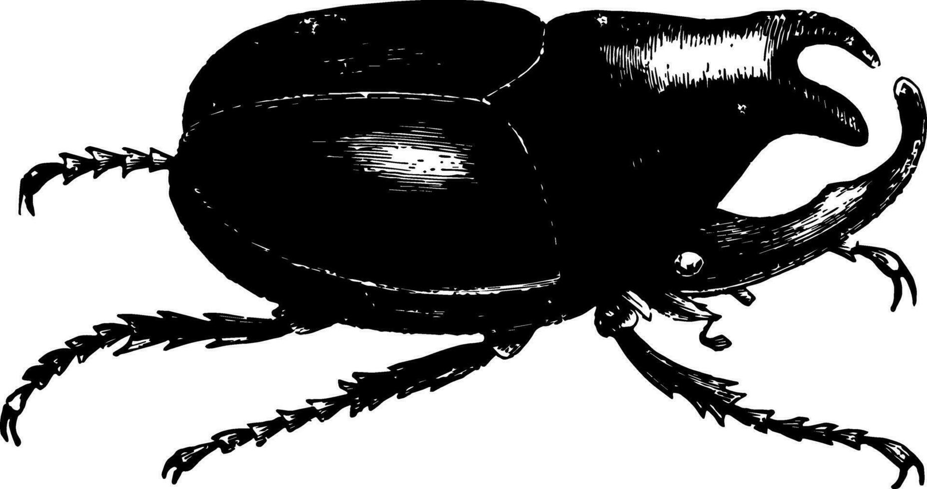 megaceras chorinaeus wijnoogst illustratie. vector