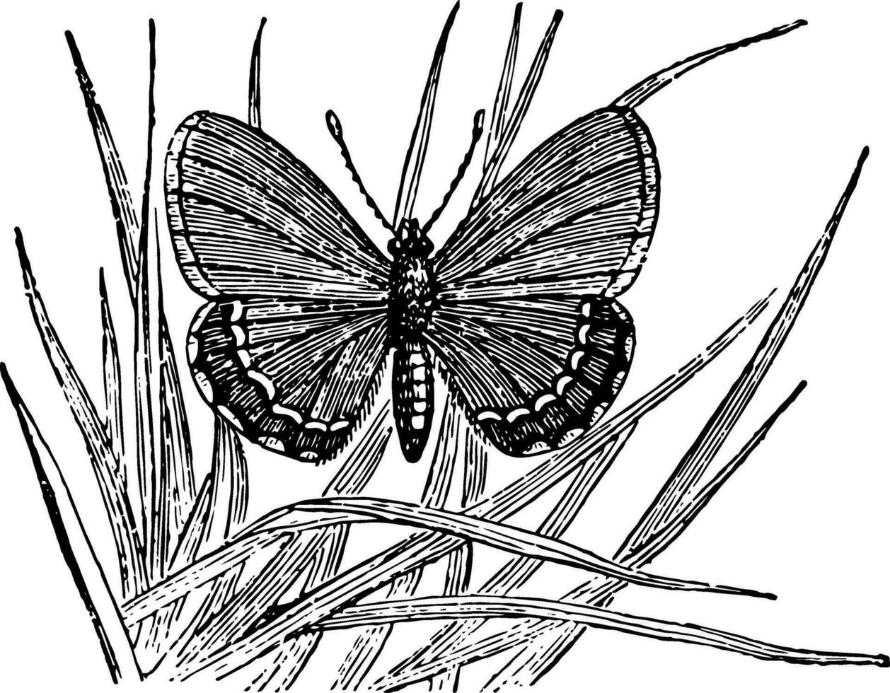 lycaena battus wijnoogst illustratie. vector