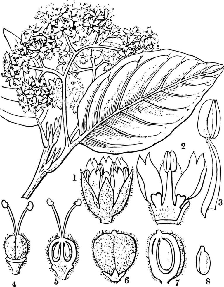 chailletia wijnoogst illustratie. vector