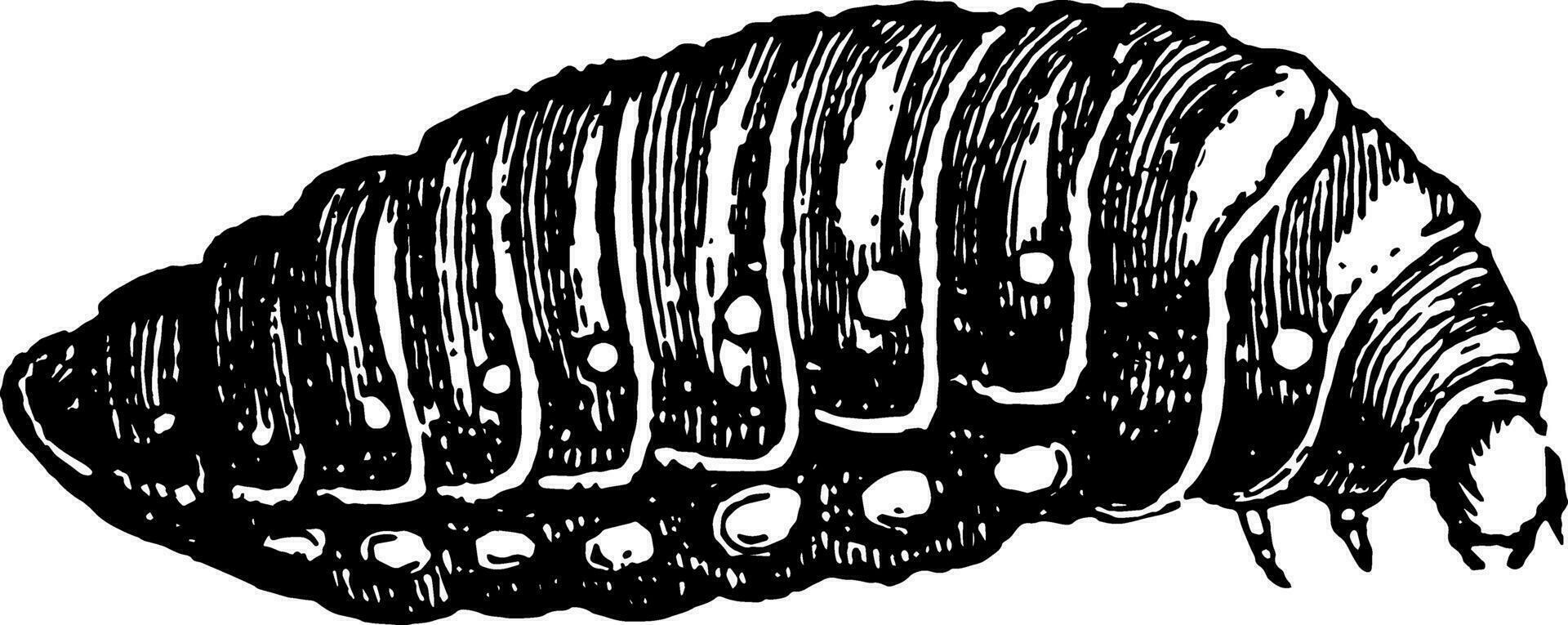 derde larve van sitar humeralis wijnoogst illustratie. vector