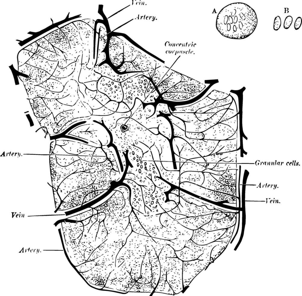 structuur van de thymus wijnoogst illustratie. vector