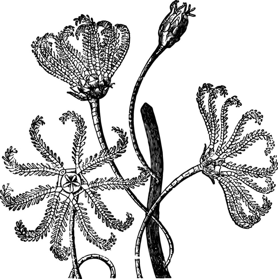 pentacrinus europaeus wijnoogst illustratie. vector