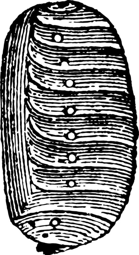 pseudo nimf van sitar humeralis wijnoogst illustratie. vector