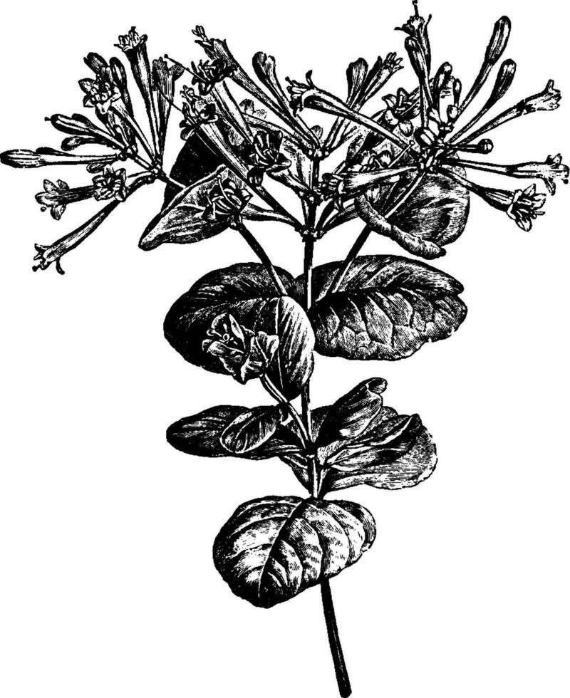 bloeiend Afdeling en vrijstaand bloemen van lonicera flexuosa wijnoogst illustratie. vector