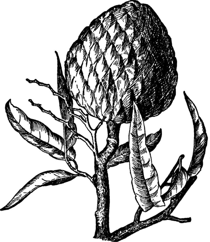 annona reticulata wijnoogst illustratie. vector