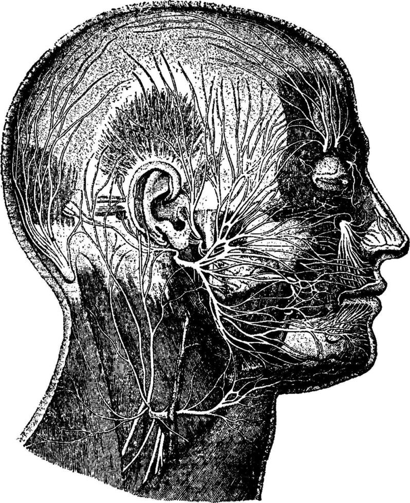 zenuwen van de gezicht, wijnoogst illustratie. vector