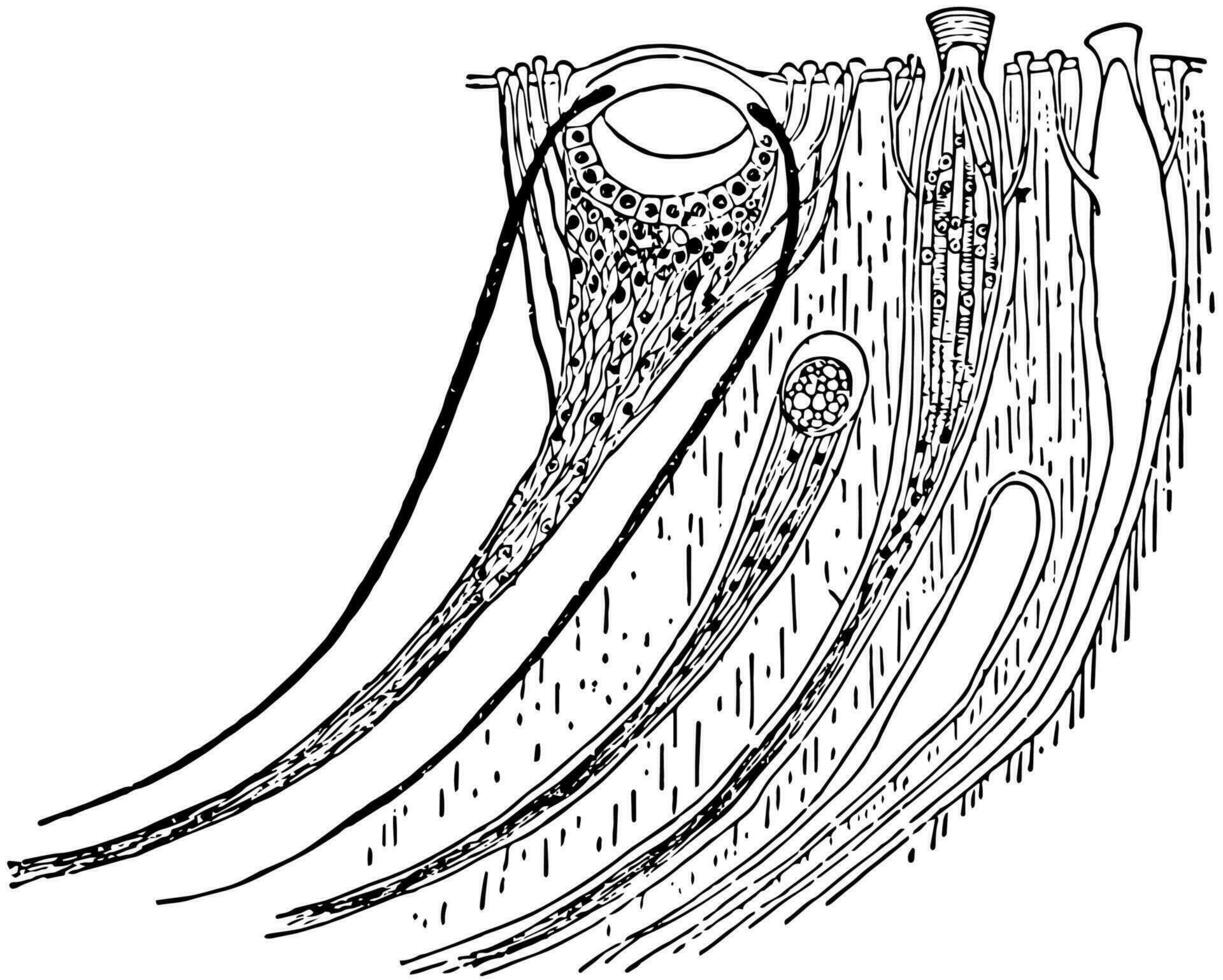 palliaal oog, wijnoogst illustratie. vector