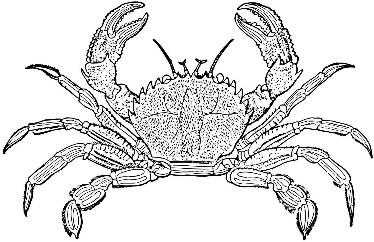 fluweel krab, wijnoogst illustratie. vector
