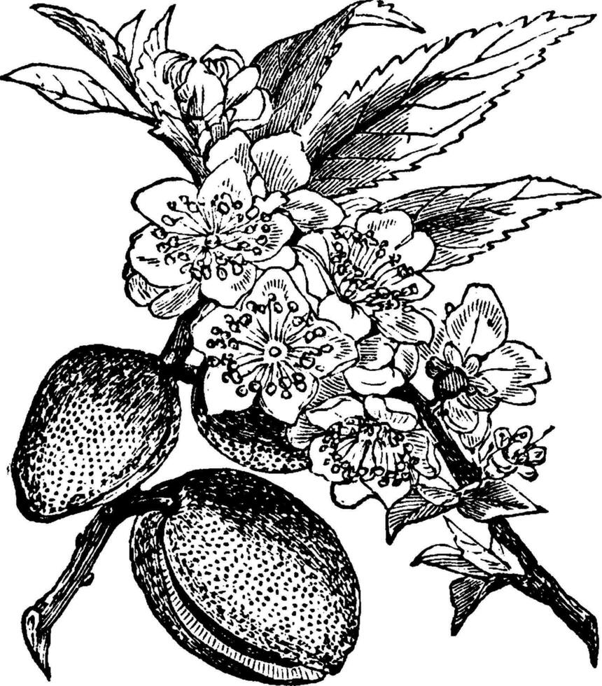 Amandelboom wijnoogst illustratie. vector