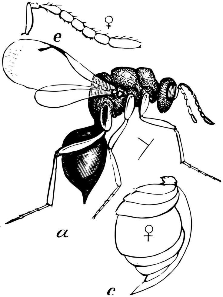vrouw chalcidus wesp, wijnoogst illustratie. vector