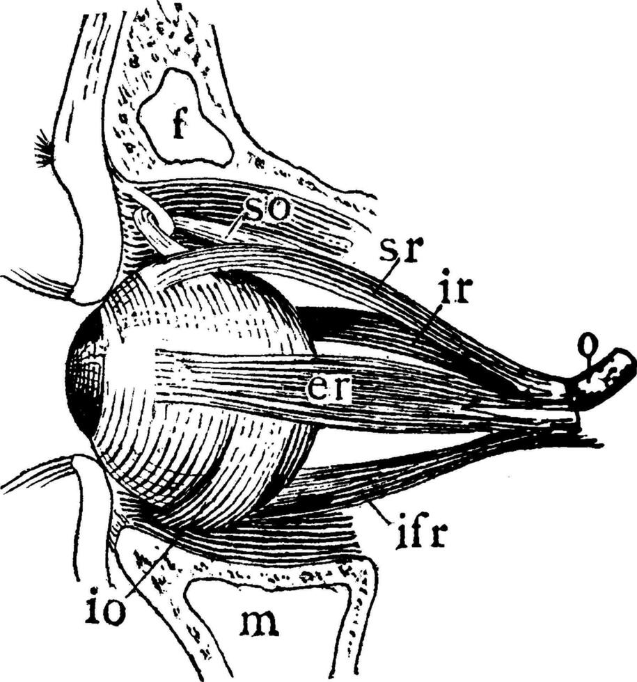 spieren van links oogbol, wijnoogst illustratie. vector